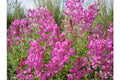 Northern Sweetvetch Seeds - Native Wildflower Seeds for Drought Tolerance & Soil Improvement - Hedysarum boreale
