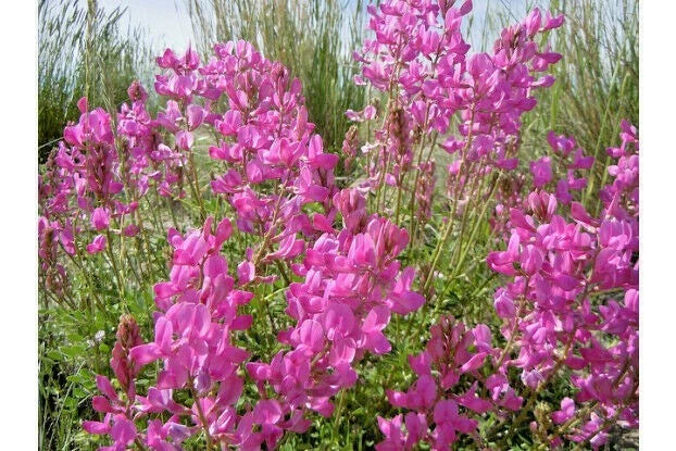 Northern Sweetvetch Seeds - Native Wildflower Seeds for Drought Tolerance & Soil Improvement - Hedysarum boreale