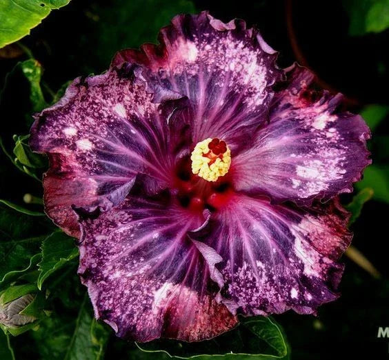 Dark Purple Pink Hibiscus Seeds - Perennial Flower Seeds for Vibrant Blooms Hibiscus rosa-sinensis