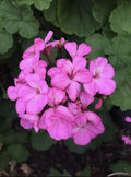 Hardy Pink Flower Geranium Cuttings - Fragrant Pelargonium for Garden, Container, or Border Planting, 12 Pack