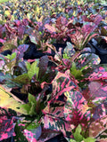 Live Outdoor Plants Set – 4-Pack in 4-Inch Pots – Assorted Varieties for Gardens and Patios