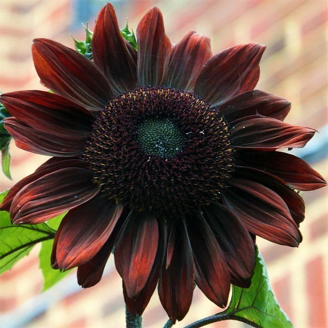 Chocolate Cherry Sunflower Seeds – Maroon Burgundy Deep Red Flowers, Helianthus annuus, Full Sun, 30 Seeds Pack