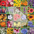 Wildflower Mix Seeds 1000 Count Georgia Native Flower Species Perennials Non-GMO Garden Seed Pack