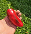 Mammoth Jalapeno Hot Pepper Seeds - 50+ Heirloom, Organic, Capsicum annuum, Spicy Green & Red Peppers, Easy to Grow