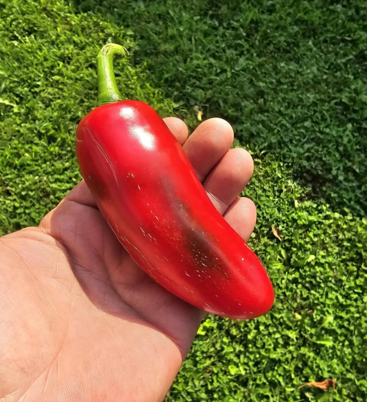 Mammoth Jalapeno Hot Pepper Seeds - 50+ Heirloom, Organic, Capsicum annuum, Spicy Green & Red Peppers, Easy to Grow