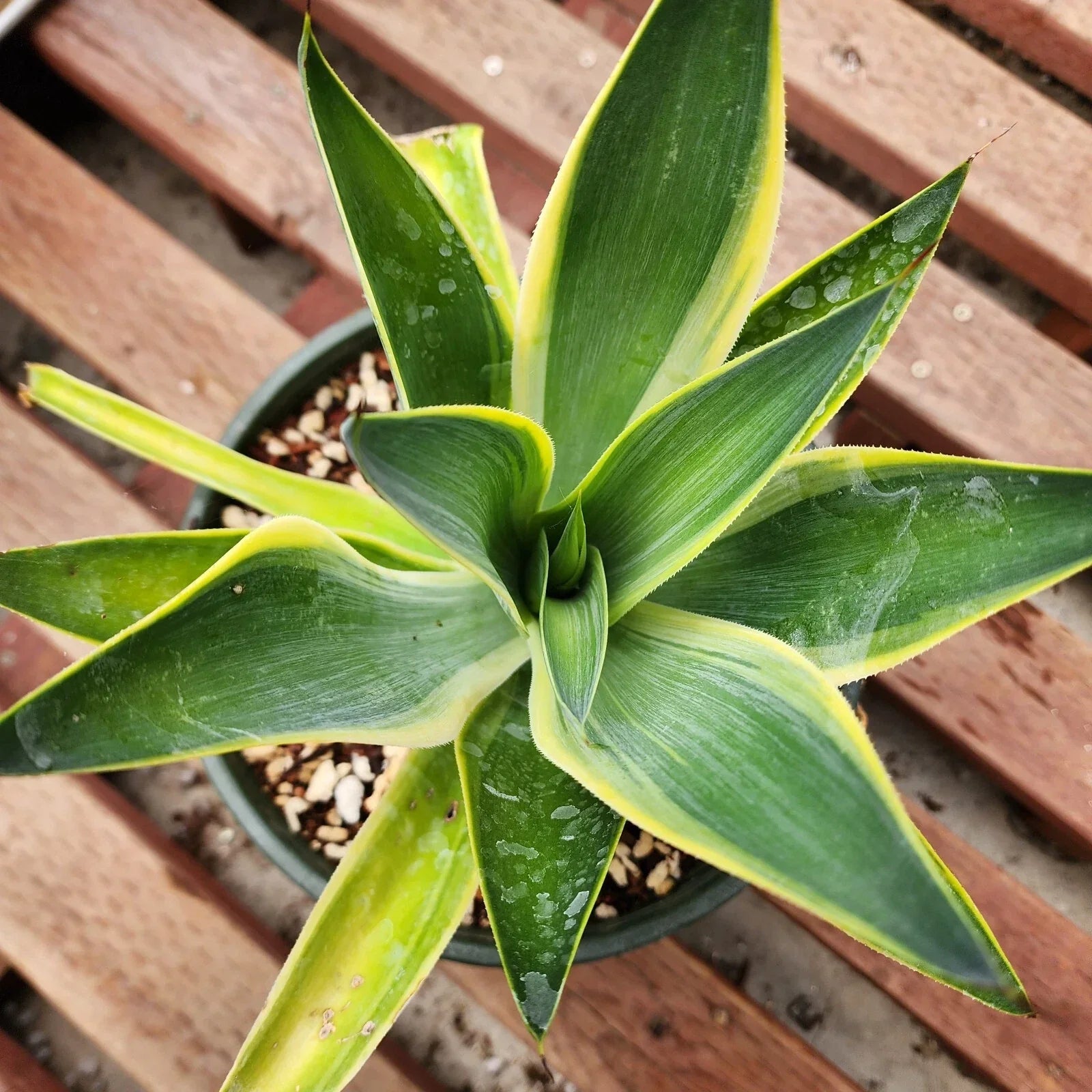 Variegated Agave Blue Flame Starter Plant - Agave americana 'Marginata' - Succulent, Indoor & Outdoor, Low Water, US Stock