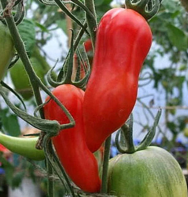 Heirloom Tomato Seeds Jersey Devil Paste Variety Non-GMO Indeterminate 30 Seeds for Sauces & Gardening