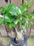 Adenium Desert Rose Plant - Fully Rooted 4-Inch Pot - Mixed Colors - Adenium obesum