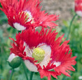 Danish Flag Poppy Seeds - 200+ Papaver Rhoeas Flower Seeds for Garden, Borders, Wildflower, USA