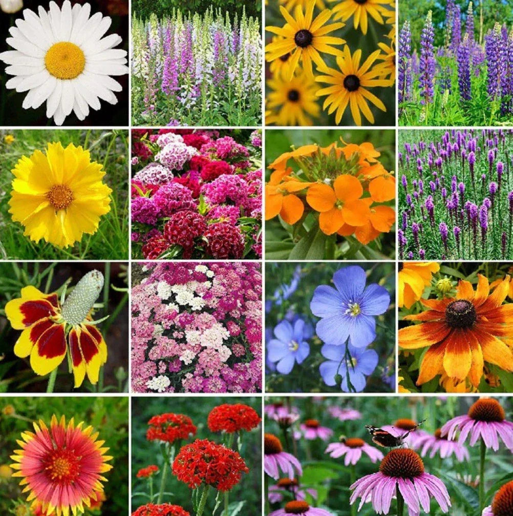 Perennial Wildflower Seed Mix - 1.8g, 19 Varieties, Native Flower Seeds for Garden, Attracts Pollinators, Eco-Friendly, Long-Lasting Blooms
