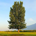 Hybrid Poplar Trees 4 Pack - Fast Growing Privacy Shade Landscaping - Populus deltoides × Populus nigra Starter Plants