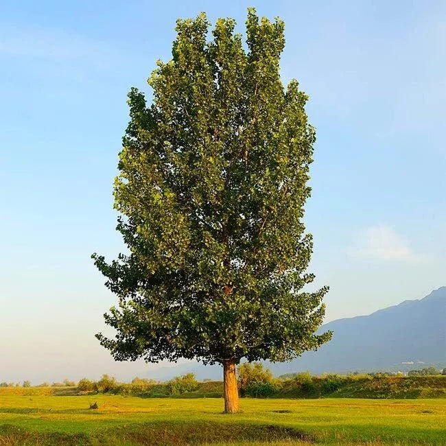 Hybrid Poplar Trees 4 Pack - Fast Growing Privacy Shade Landscaping - Populus deltoides × Populus nigra Starter Plants