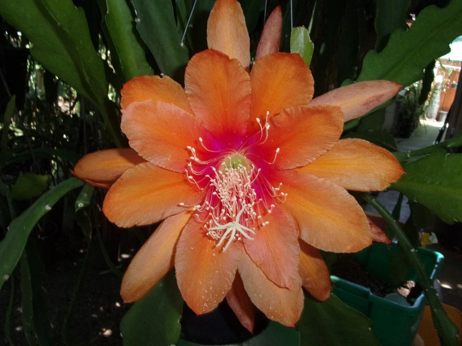 Epiphyllum Orchid Cactus Cutting - "Just Beautiful" Variety, Indoor Tropical Houseplant, Easy Care, Blooming Epiphyllum spp.