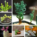 Mixed Rare Succulent Seeds Pack – 100 Seeds for Indoor & Outdoor Gardening, Unique Varieties, Perfect for Terrariums
