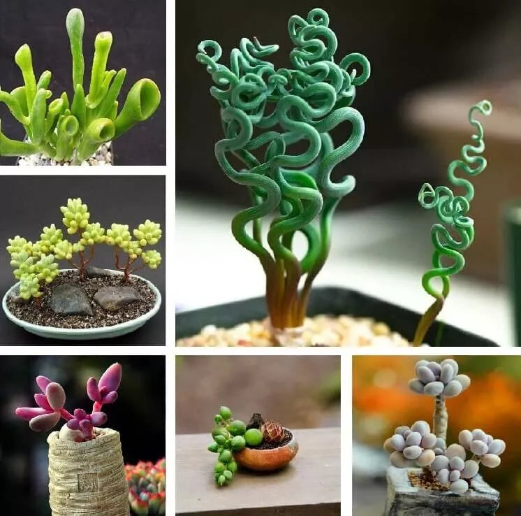 Mixed Rare Succulent Seeds Pack – 100 Seeds for Indoor & Outdoor Gardening, Unique Varieties, Perfect for Terrariums