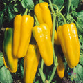 Golden Marconi Sweet Pepper Seeds – Heirloom Capsicum annuum for Garden, Container, or Indoor Planting, 25+ Pack