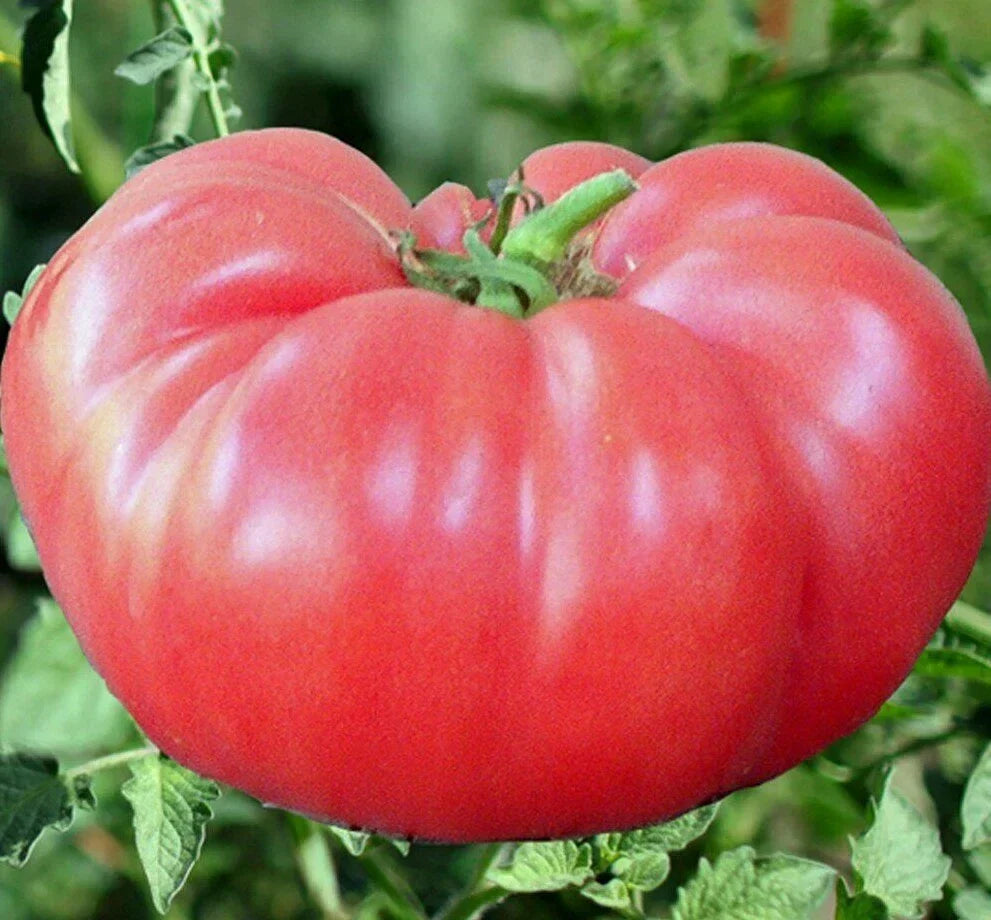 Pink Brandywine Tomato Seeds - 50+ Indeterminate Heirloom Vegetable Garden Seeds, Solanum lycopersicum
