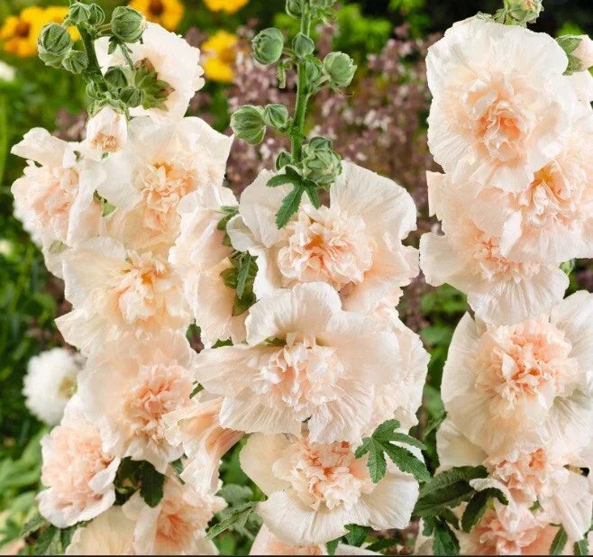 Double Champagne Hollyhock Seeds - Perennial Flower Seeds for Borders & Cut Flowers - Alcea rosea