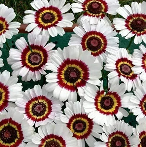Painted Daisy Flower Seeds - 100 Pack, Chrysanthemum carinatum, Vibrant Multicolored Blooms, Easy to Grow, Garden Flowers, Pollinator Attractant