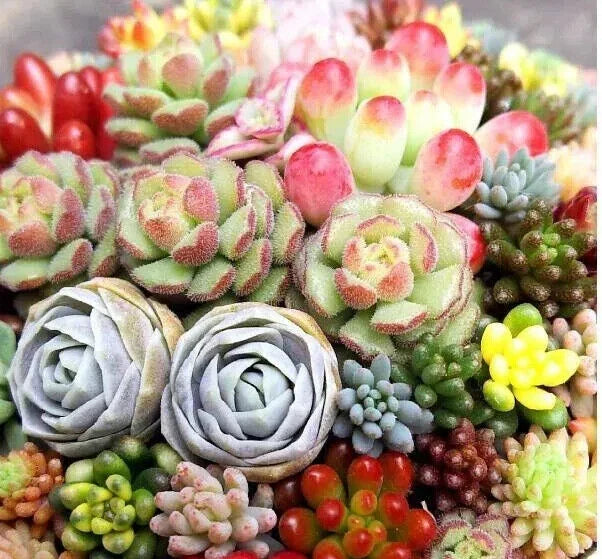 Mixed Succulent Plant Seeds 100pcs Lithops Seeds for Indoor & Outdoor Gardening - Drought-Tolerant Living Stones