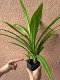 Pandan Live Plants 10-24 Inches, Fragrant Pandanus amaryllifolius for Cooking & Aromatherapy, Rooted Indoor or Outdoor