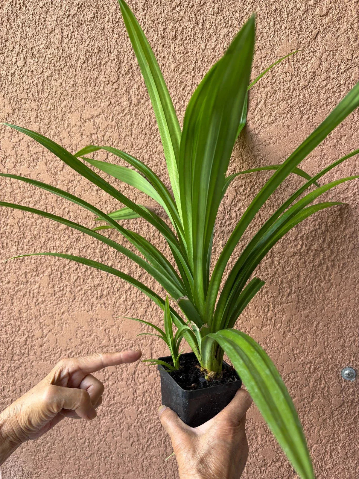 Pandan Live Plants 10-24 Inches, Fragrant Pandanus amaryllifolius for Cooking & Aromatherapy, Rooted Indoor or Outdoor