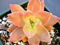 GraptoSedum California Sunset Succulent Plants 2-Inch Rooted Variegated Low Maintenance
