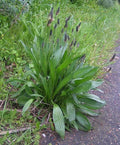 Organic Plantain Seeds 100 Pack | Medicinal Herb Plantago lanceolata for Home Garden