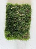 Kentucky Blue Grass Sod Strip 1'x18" Root Bound Poa pratensis for Lawn Installation, Soilless Turf