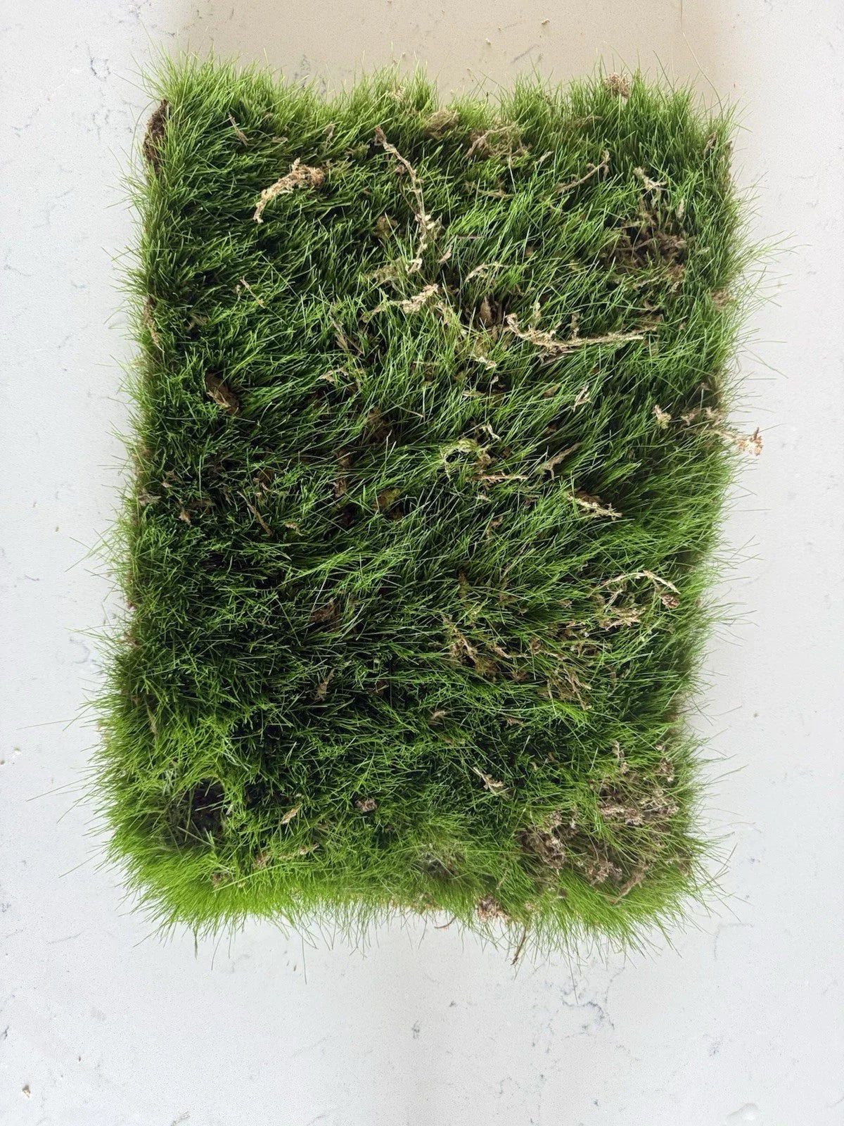 Kentucky Blue Grass Sod Strip 1'x18" Root Bound Poa pratensis for Lawn Installation, Soilless Turf