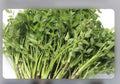 Water Dropwort Minari Bare Roots - Japanese Parsley Water Celery - Oenanthe javanica - Aquatic Herb Garden Plant