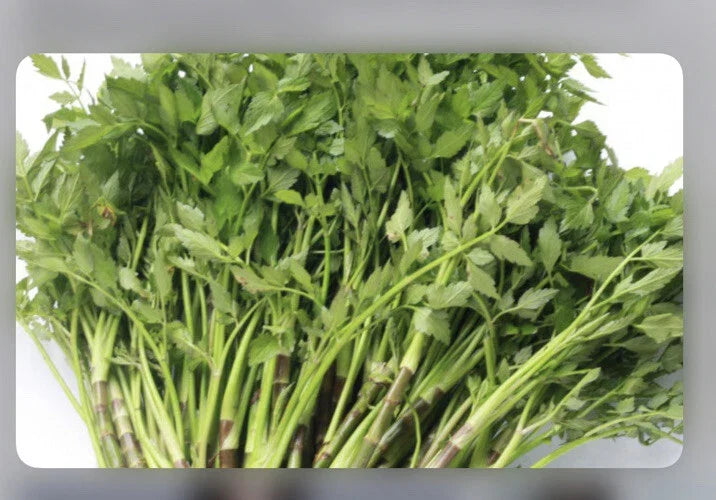 Water Dropwort Minari Bare Roots - Japanese Parsley Water Celery - Oenanthe javanica - Aquatic Herb Garden Plant