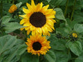 Sunflower Seeds Pack 50 Soraya Helianthus annuus Garden, Cut Flower, Pollinator Attracting