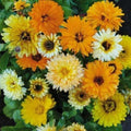 Calendula Seeds - Fiesta Gitana Dwarf Mix - Edible Marigold Flowers - Calendula officinalis - 100 Seeds