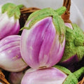 Rosa Bianca Eggplant Seeds - Heirloom Non-GMO, Organic, Solanum Melongena, Italian Variety, Compact Plant for Home Garden