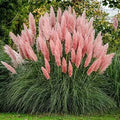 Giant Pink Pampas Grass Seeds - Cortaderia selloana - Ornamental Grass for Gardens, 100 Seeds, Full Sun, Made in USA
