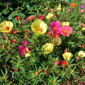 Purslane Seeds 1,000+ Non-GMO Green Garden Seeds Portulaca oleracea for Salad and Culinary Use