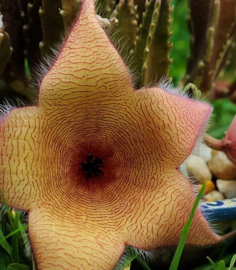 XLARGE Stapelia gigantea Cutting - Lifesaver Plant Succulent with 6-Inch Star-Shaped Flowers