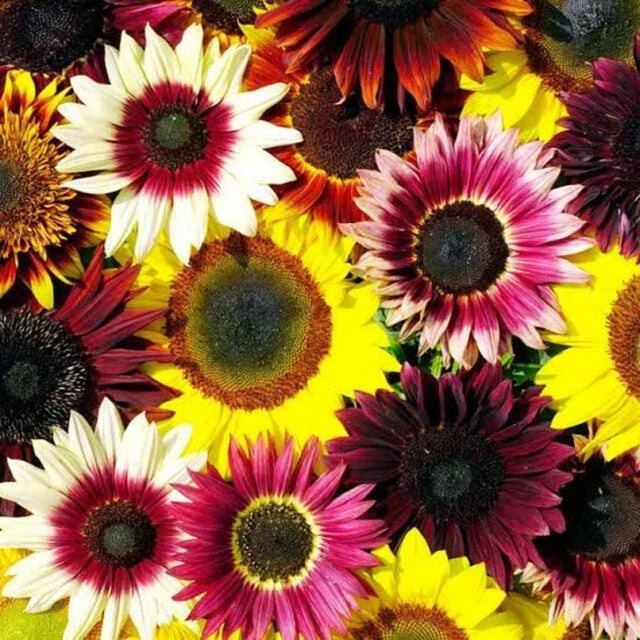 Sunflower Seeds Pack of 25 Rainbow Mix - Helianthus annuus Perennial Flowers for Garden, Borders, Containers