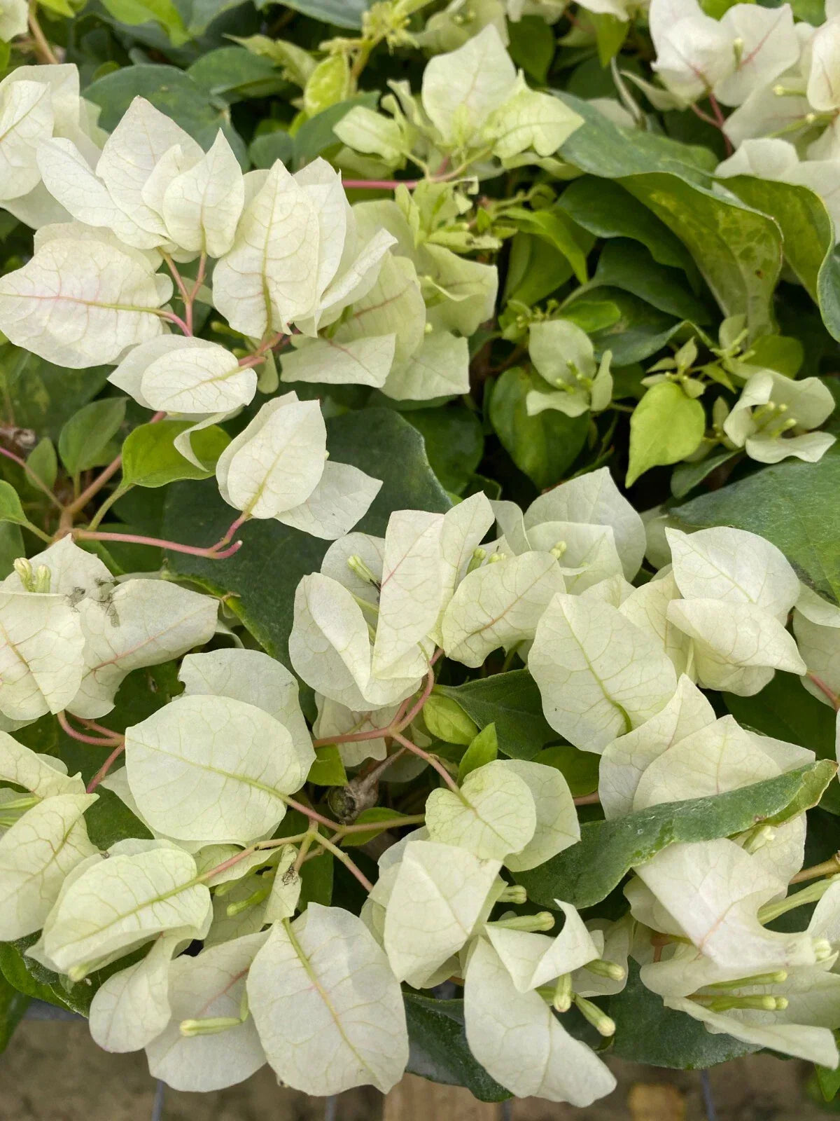 Bougainvillea glabra Starter Plant - Sunstone White - Bare Root Vining Flowering Shrub