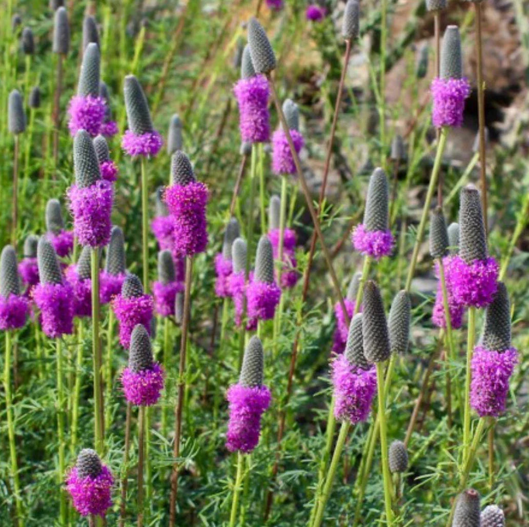 Purple Prairie Clover Seeds - Wildflower Perennial Seeds - Dalea purpurea - Attract Pollinators - Full Sun - 500 Seeds