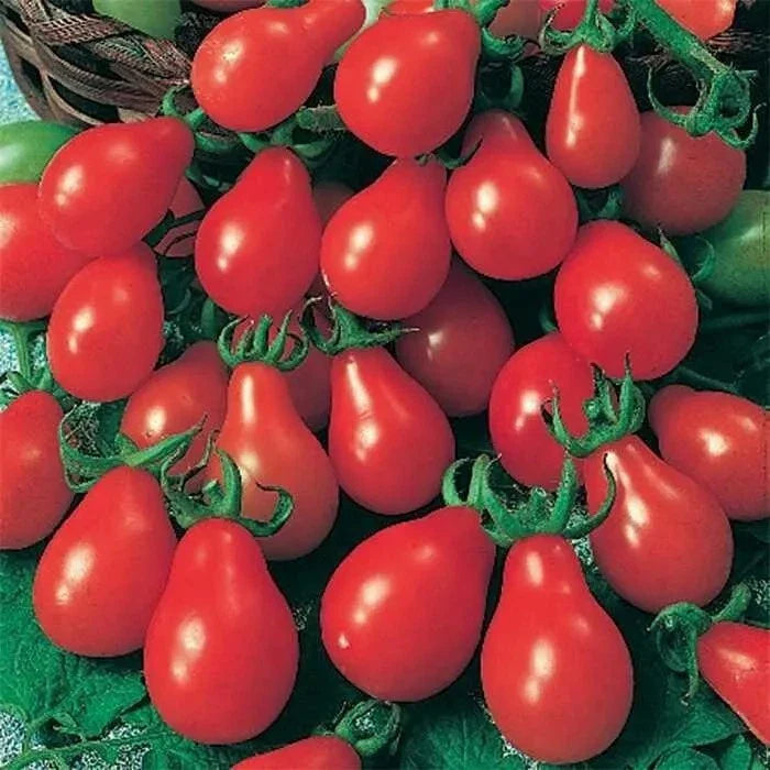 Red Pear Tomato Seeds - Heirloom Non-GMO Pack for Home Gardens, Juicy Pear-Shaped Tomatoes, Solanum lycopersicum