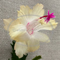 Thanksgiving Christmas Cactus Cuttings Schlumbergera CHELSEA No Roots Holiday Decor