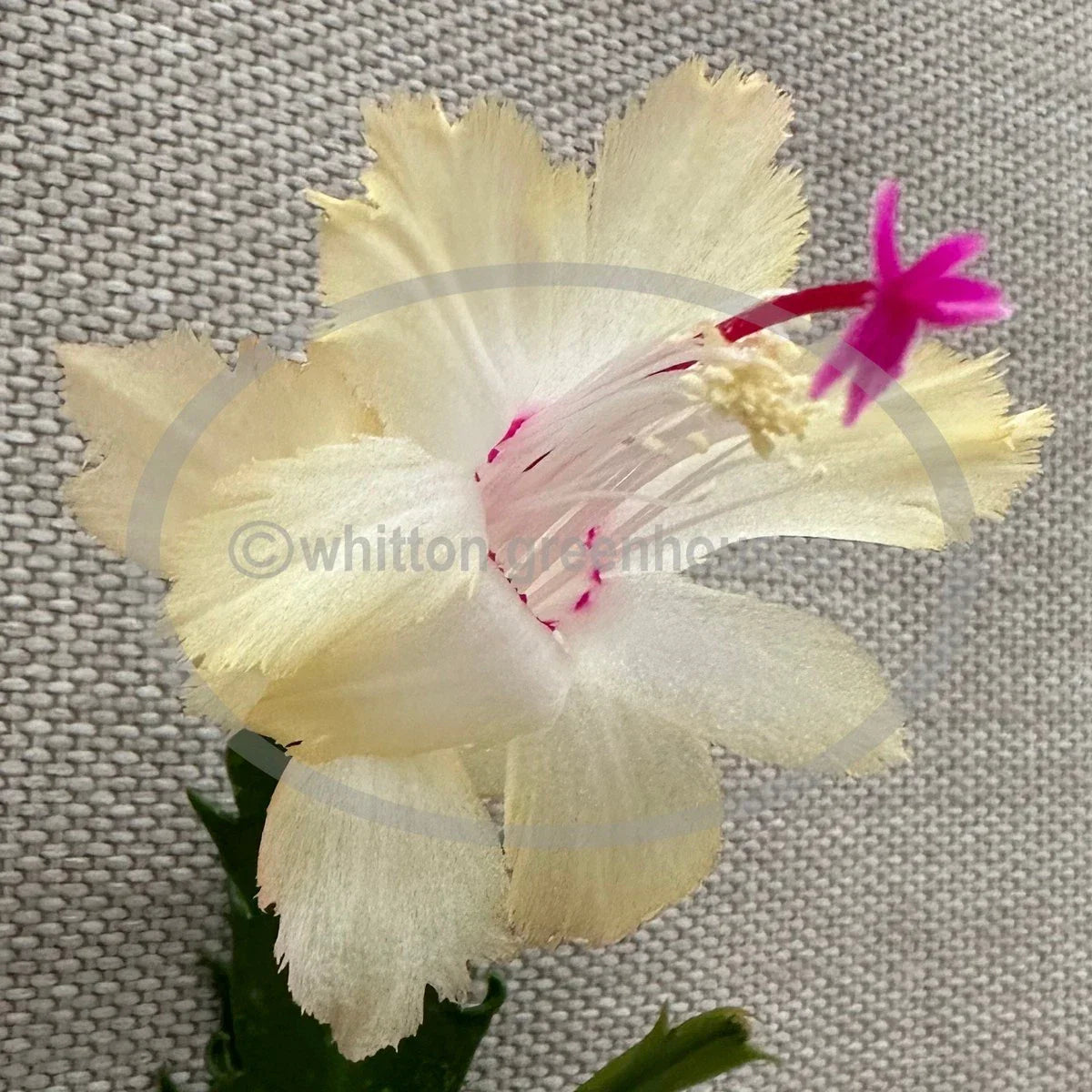 Thanksgiving Christmas Cactus Cuttings Schlumbergera CHELSEA No Roots Holiday Decor