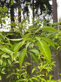 Yuzu Citrus Tree Cuttings - 4 Fresh Cold Hardy Propagation Material - Fragrant Fruits - Citrus junos