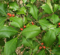 American Holly Seeds – Ilex Opaca, Evergreen Florida Native Tree, 15 Seeds