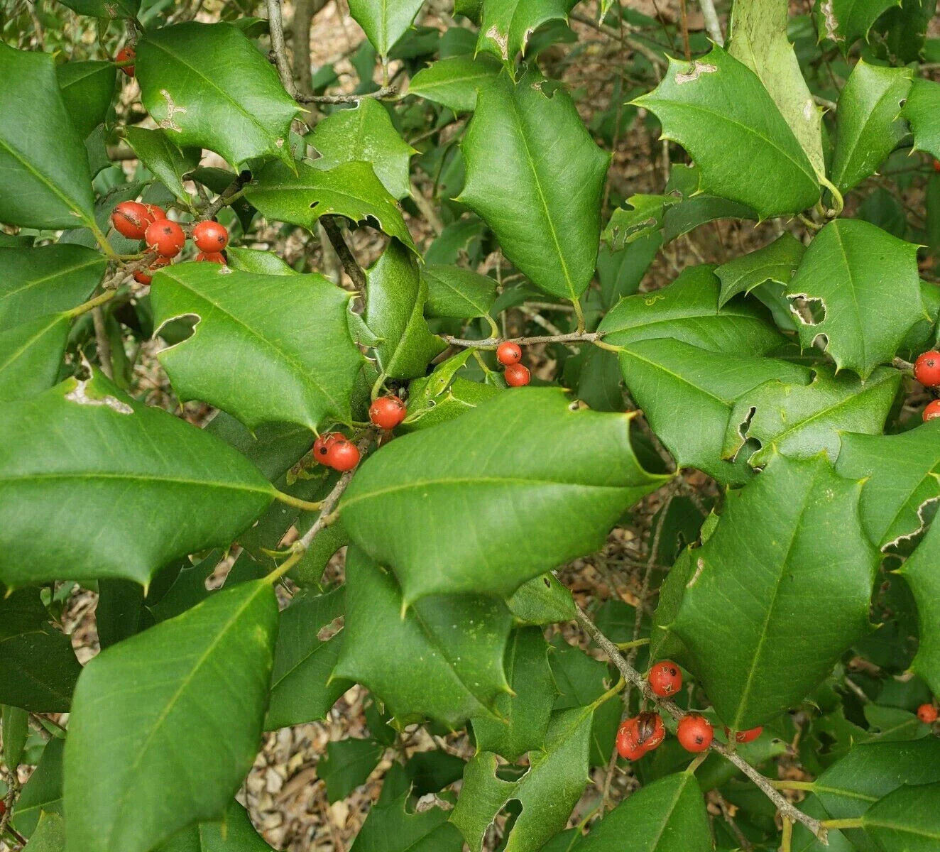 American Holly Seeds – Ilex Opaca, Evergreen Florida Native Tree, 15 Seeds