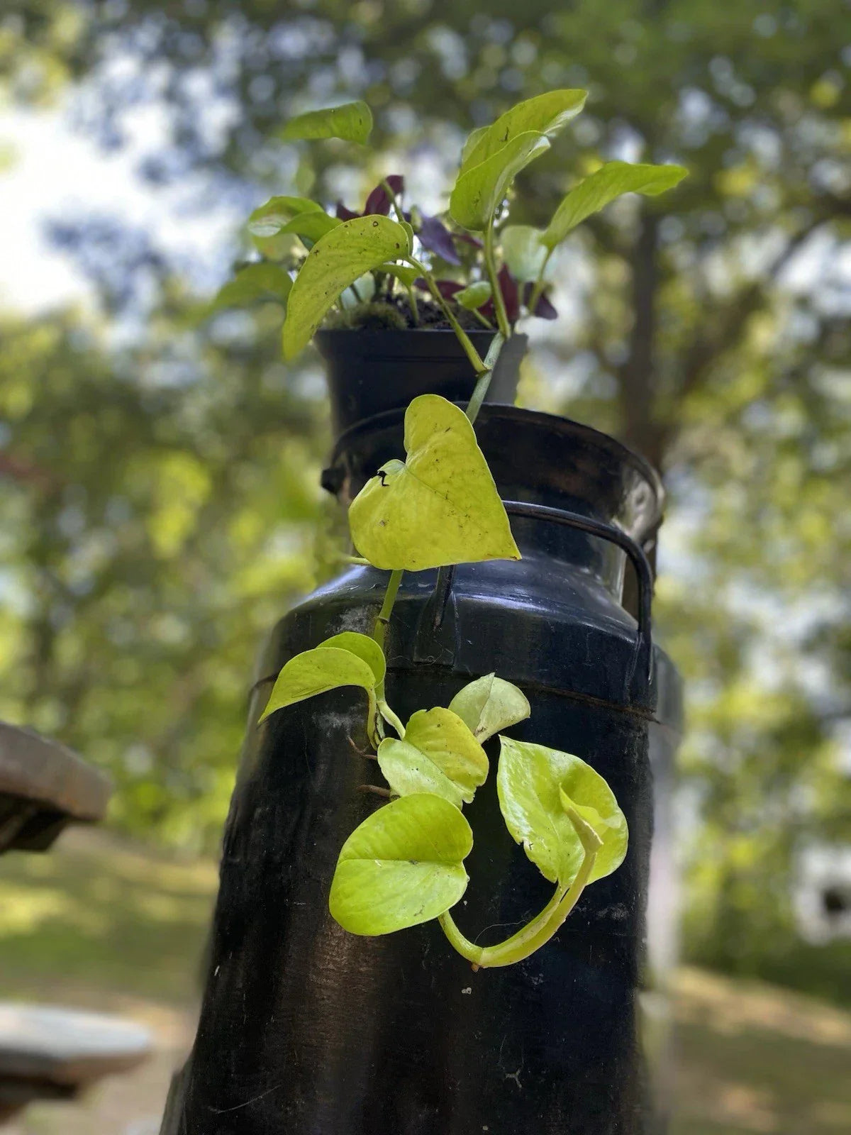 Pothos Neon Rooted Cutting - 6-8 Inch Epipremnum aureum Houseplant - Organic, Chemical-Free, Trailing Vine