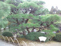 Japanese Black Pine Tree Seeds - Pinus thunbergii for Bonsai & Landscaping - 15 Seeds