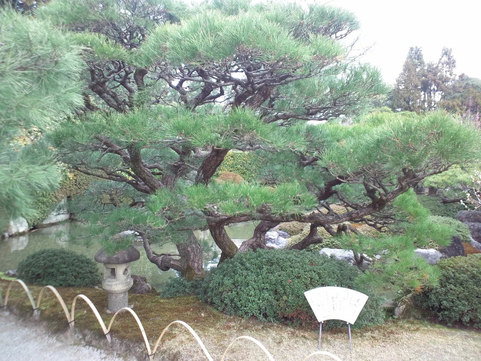 Japanese Black Pine Tree Seeds - Pinus thunbergii for Bonsai & Landscaping - 15 Seeds